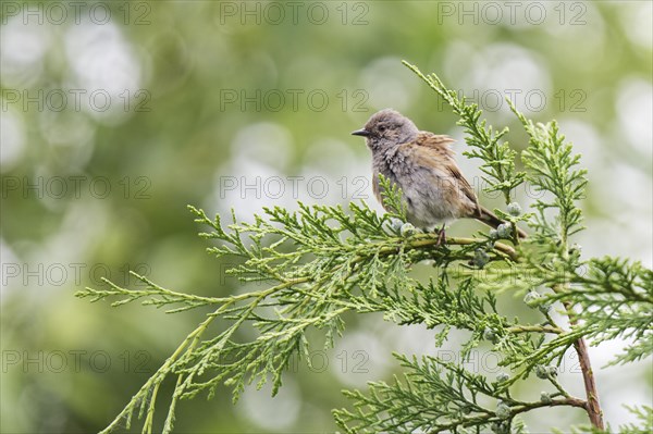 Young willow warbler (Phylloscopus trochilus)