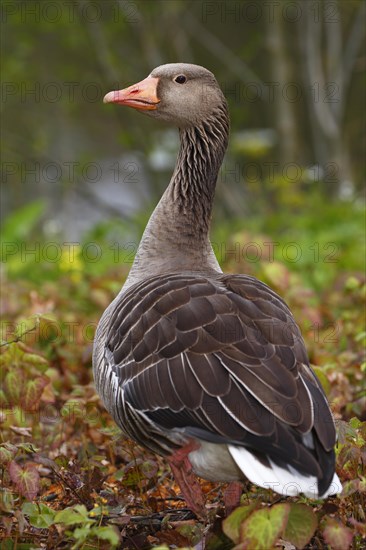 Greylag goose (Anser anser) Ganter
