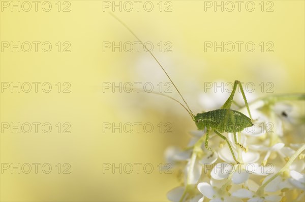 Speckled bush-cricket (Leptophyes punctatissima)