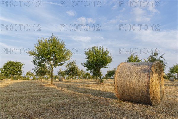 Hay bales in meadow orchard