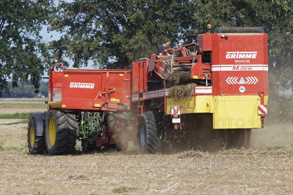 Mechanical potato harvest