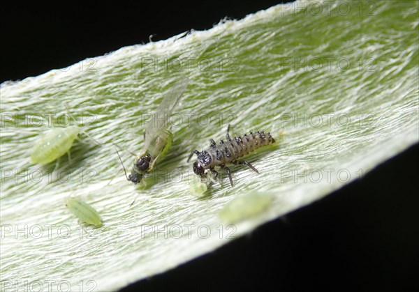 Larva of the fourteen-spotted Cream-spot ladybird (Calvia quatuordecimguttata) hunts