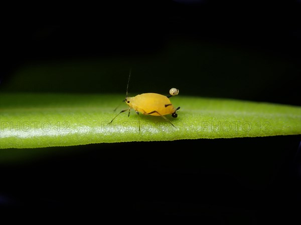 Oleander aphid (Aphis nerii)