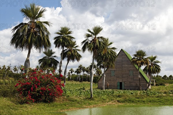 Traditional house