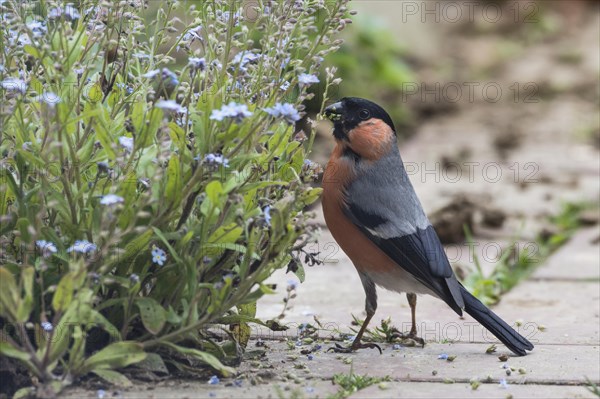 Male Eurasian bullfinch (Pyrrhula pyrrhula) Blutfink