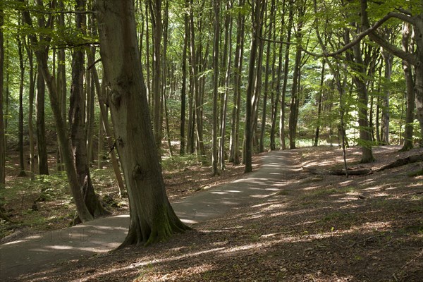 Beeches (Fagus)