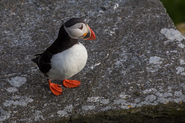 Puffin (Fratercula arctica)