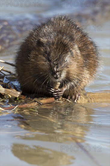 Muskrats (Ondatra zibethicus)