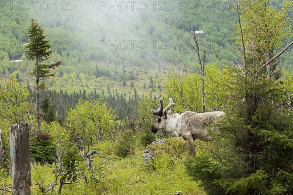 Caribou