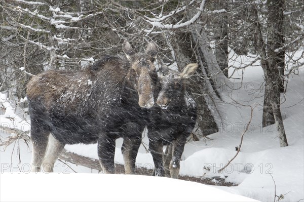 Ten-month-old bull moose and cow moose in a snowstorm