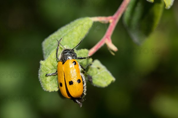 Lachnaia sexpunctata