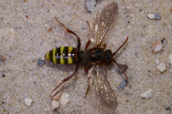 Lathbury's Nomad (Nomada lathburiana) Bee