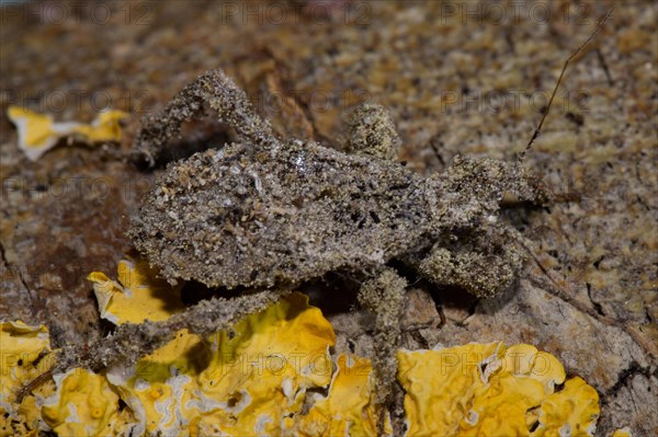 Masked (Reduvius personatus) hunter