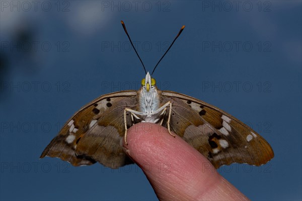 Lesser purple emperor (Apatura ilia)