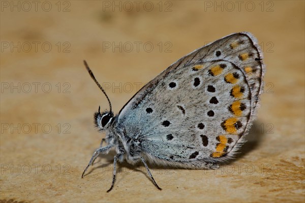 Reverdin blue (Plebejus argyrognomon)
