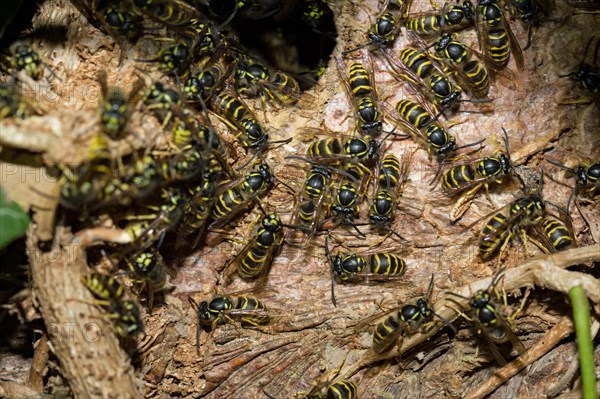 Common wasps (Vespula vulgaris)