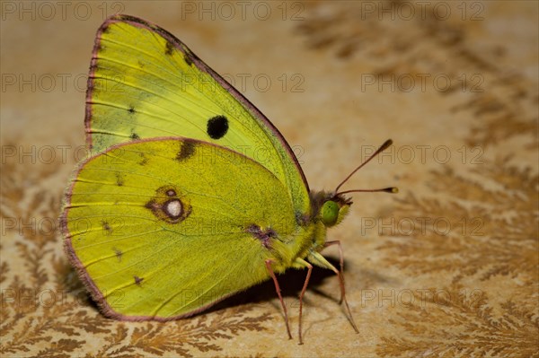 Berger's clouded yellow (Colias alfacariensis)