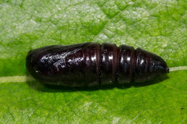 Zigzag tooth moth