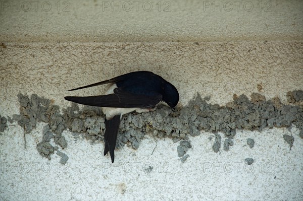 Common house martin (Delichon urbicum)