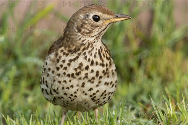 Song thrush (Turdus philomelos)