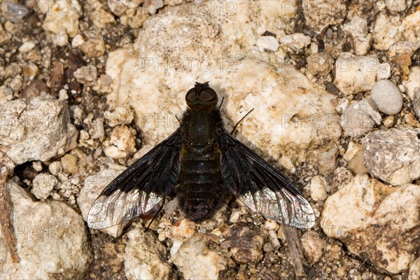 Bee (Hemipenthes morio) fly