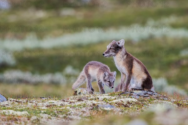 Arctic fox (Vulpes lagopus)