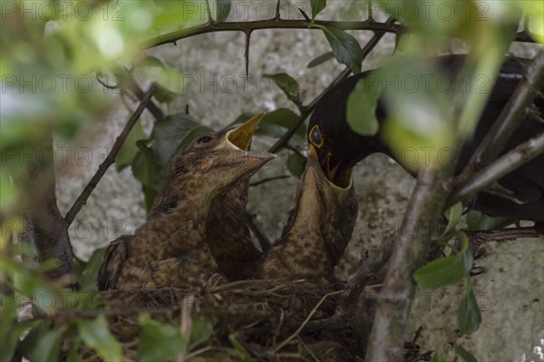 Blackbirds (Turdus merula)