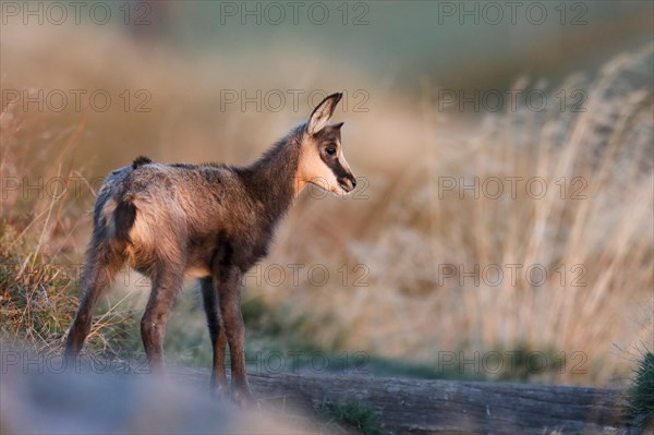 Chamois (Rupicapra rupicapra)