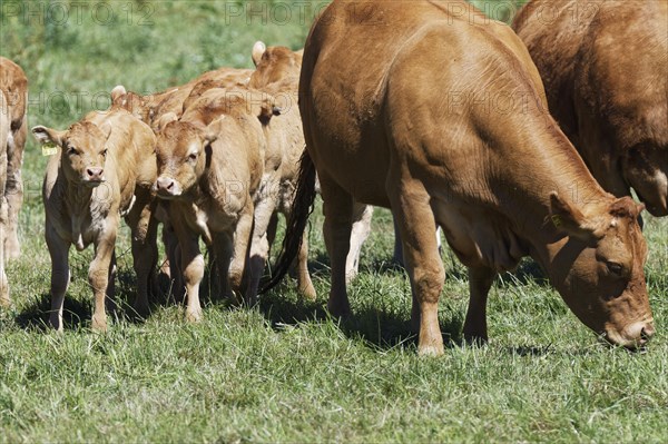 Limousin cattle