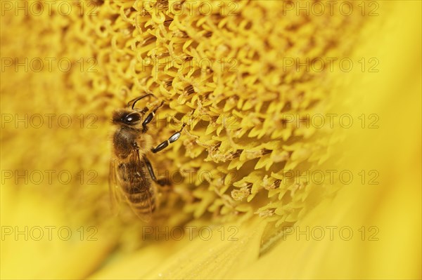 Honey bee (Apis mellifera) on sunflower (Helianthus annuus)