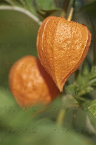 Fruit of the lantern flower (Physalis alkekengi)