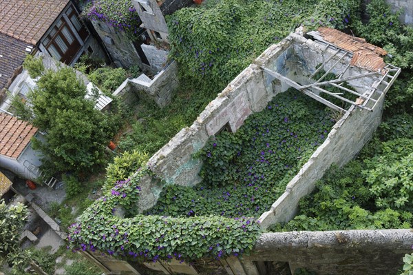 Purple Morning Glory (Ipomoea purpurea) overgrows old woods