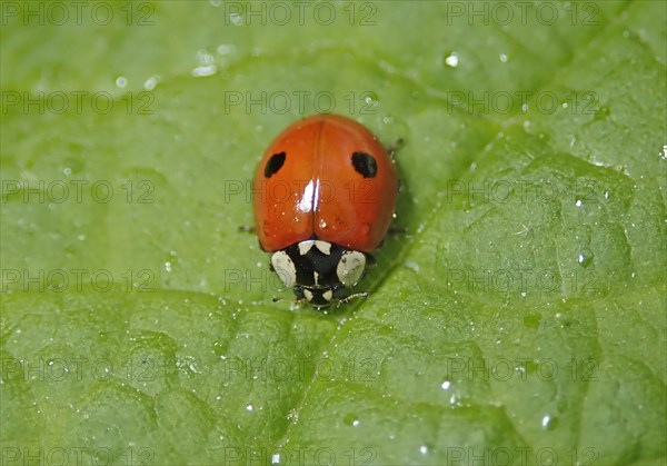 Two-spotted lady beetle (Adalia bipunctata)