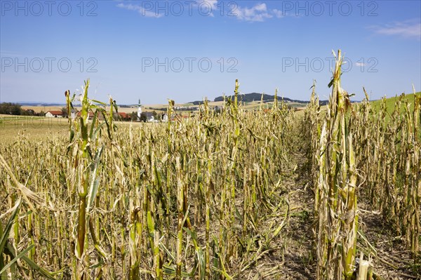 Maize (Zea mays) plants in a field with hail damage after a heavy storm near Schildorn