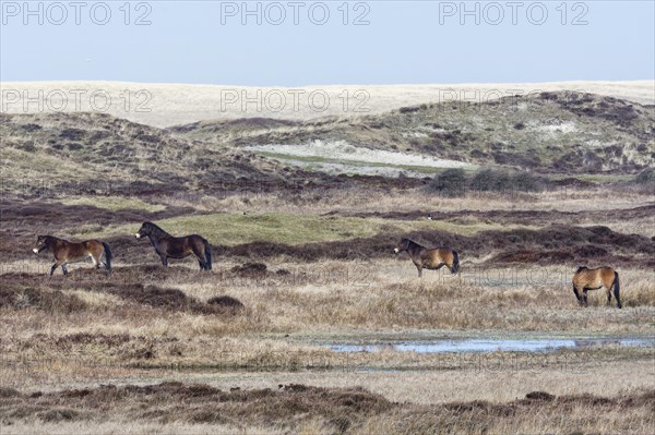 Exmoor Pony