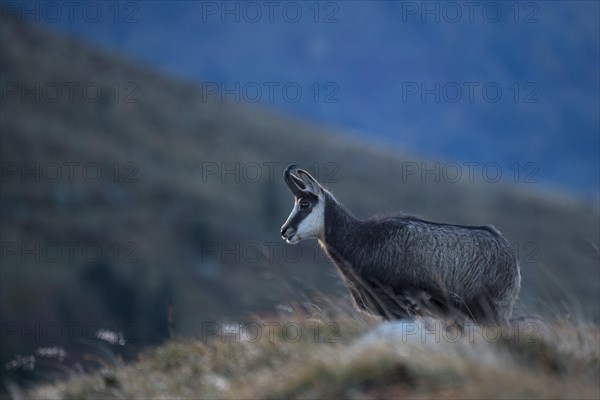 Chamois (Rupicapra rupicapra)