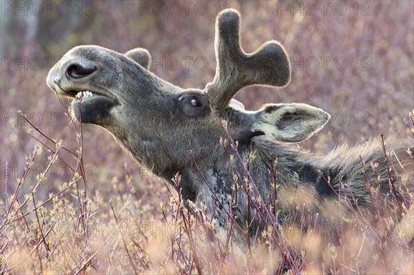 American elk