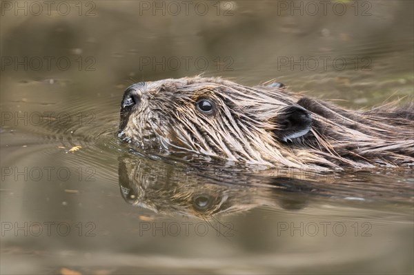 North American beaver (Castor canadensis)