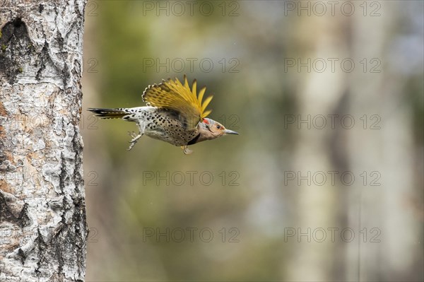 Northern flicker when leaving the nest (Colaptes auratus)