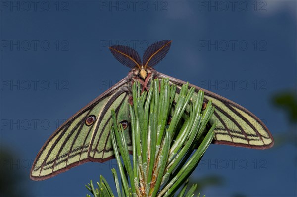 Spanish moon moth (Graellsia isabellae)