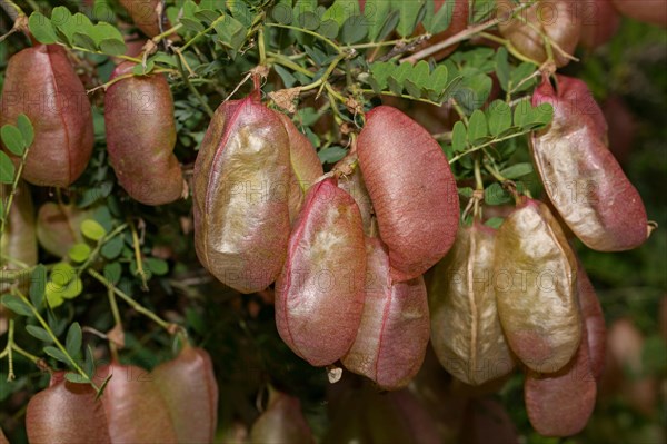 Bladder senna (Colutea arborescens)