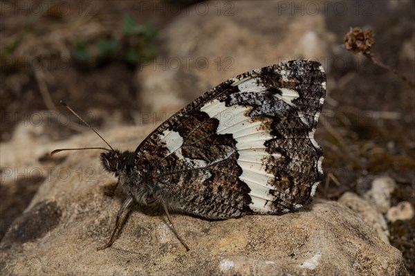 Large banded grayling (Aulocera circe)