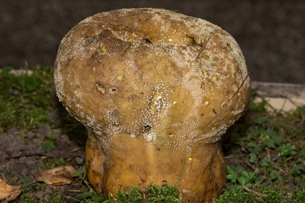 Mosaic spongehead (Lycoperdon utriforme)