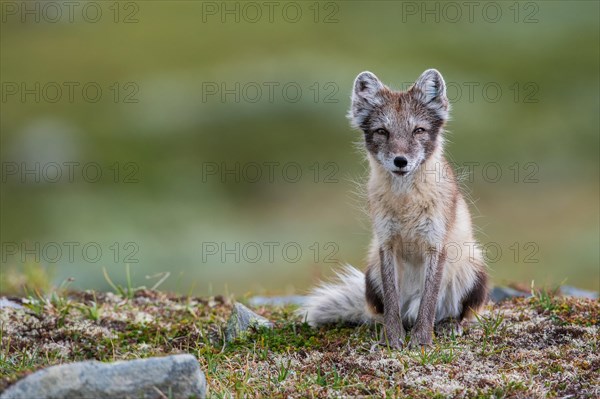 Arctic fox (Vulpes lagopus)