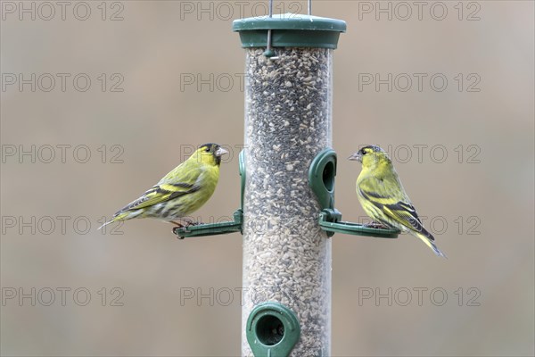 Eurasian siskins (Spinus spinus) male