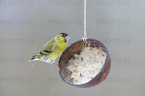 Male Eurasian siskin (Spinus spinus) at feeding place