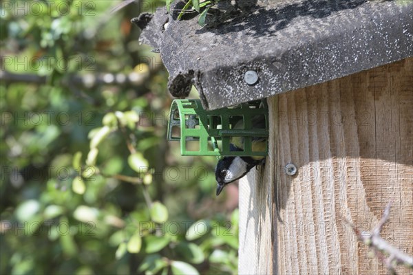 Great tit (Parus major) in nesting box with raccoon protection