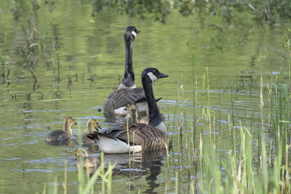 Canada geese (Branta canadensis) and Goessel