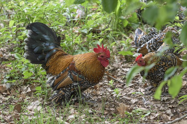 Feather-footed dwarfDomestic Chicken (Gallus gallus domesticus)