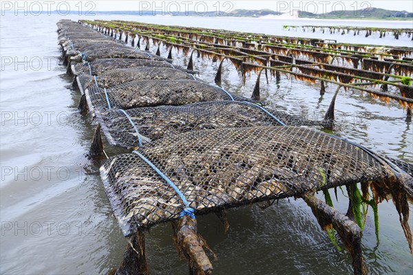 Pacific oyster (Crassostrea gigas)